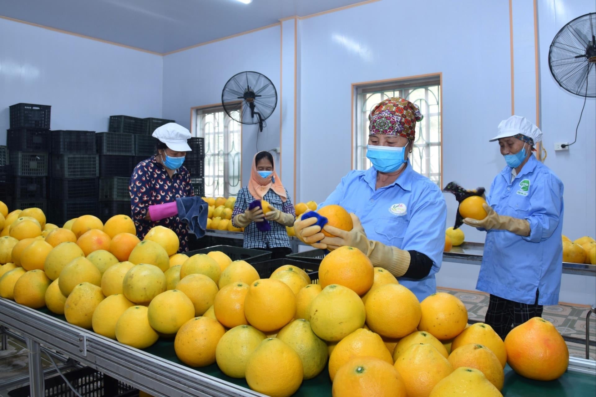 FDA CERTIFICATE TRONG XUẤT KHẨU THỰC PHẨM SANG MỸ: DOANH NGHIỆP CẦN BIẾT GÌ?