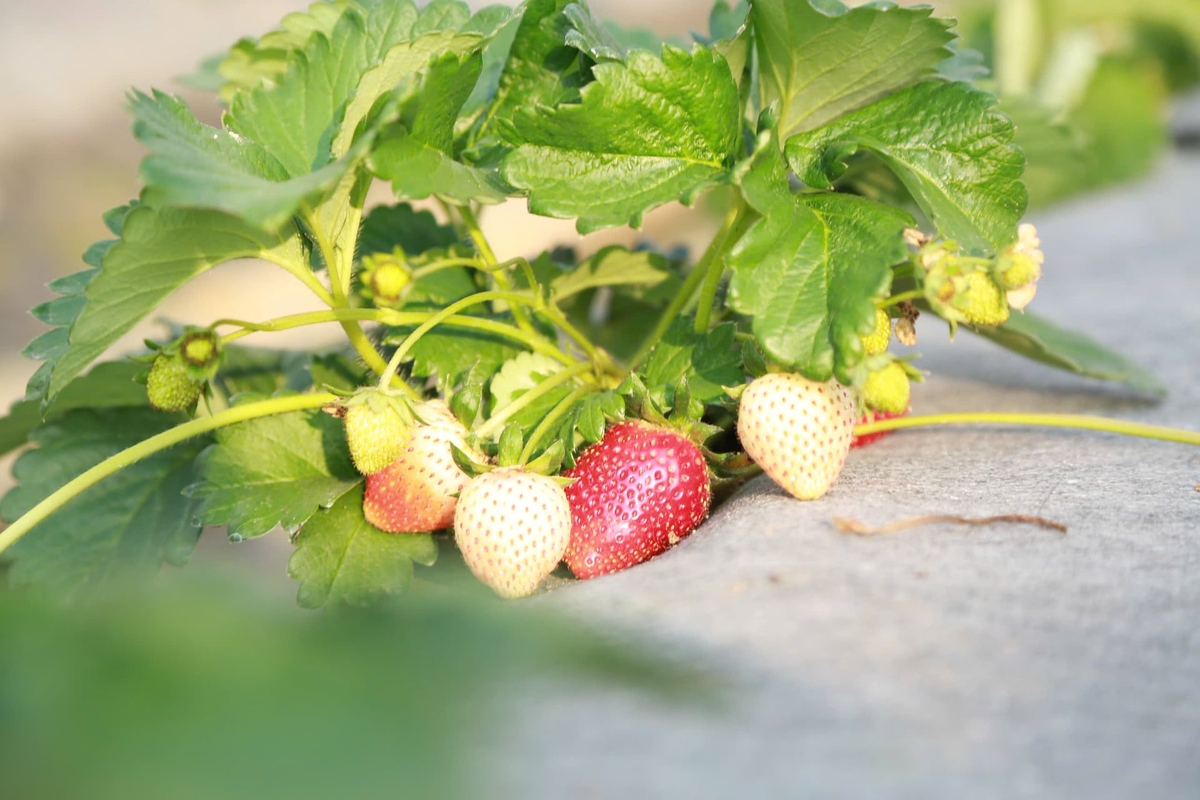 Erdbeeren haben Erntezeit. Foto: Thanh Nga.