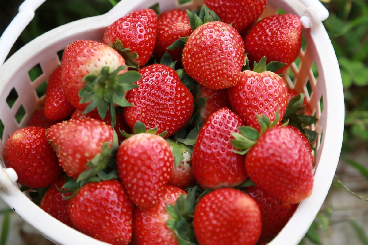 Zu Beginn der Saison kosten große, schöne Erdbeeren zwischen 230.000 und 250.000 VND/kg. Foto: Thanh Nga.