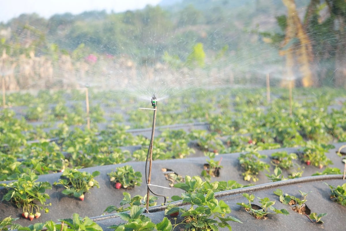 Um den Arbeitsaufwand zu reduzieren und die Produktqualität zu verbessern, investierte Frau Hieu in ein Tropfbewässerungs- und Sprinklersystem in Kombination mit Unkrautbekämpfung mittels Plastikfolie. Foto: Thanh Nga.