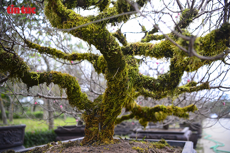 Légende de la photo