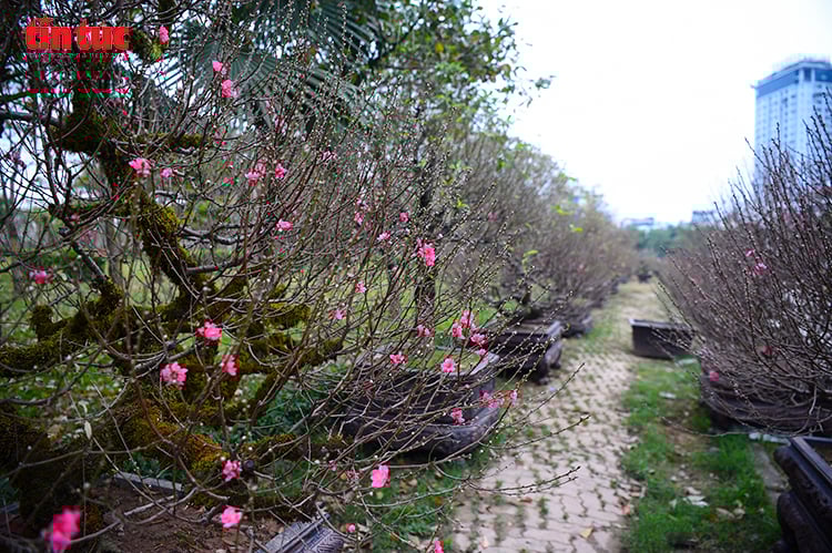 Légende de la photo