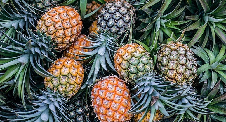 Malaysia có hơn 8.000 người trồng dứa và hơn 300 công ty tham gia vào lĩnh vực này. Ảnh: Unsplash.