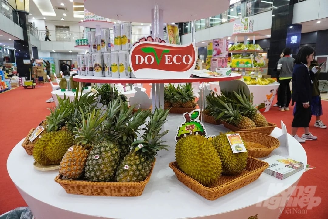 Dứa đang nổi lên như một mặt hàng xuất khẩu có tiềm năng lớn của Việt Nam, cả ở dạng tươi lẫn chế biến sâu. Ảnh: Hồng Thắm.