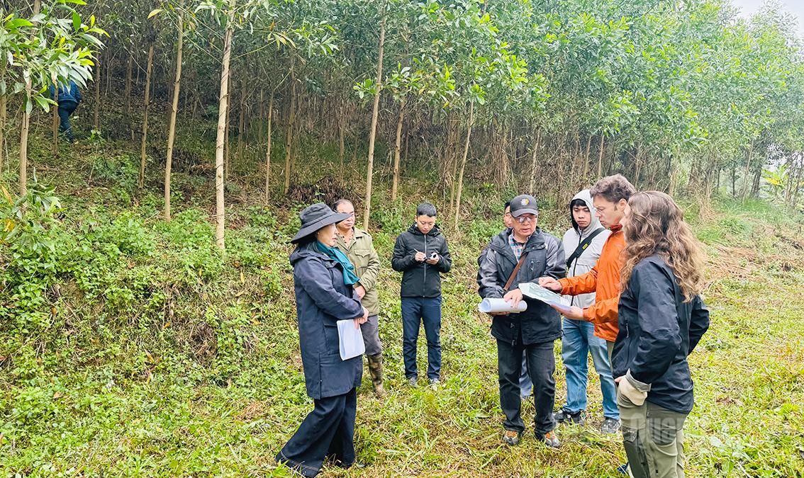 Experten bewerten das Pilotmodell zur Verbesserung großflächiger Holzplantagen in der Gemeinde Trung Son.
