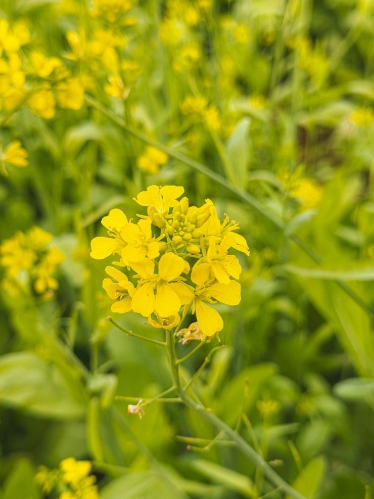 Un primo piano del vivace colore giallo dei fiori di colza giapponese.