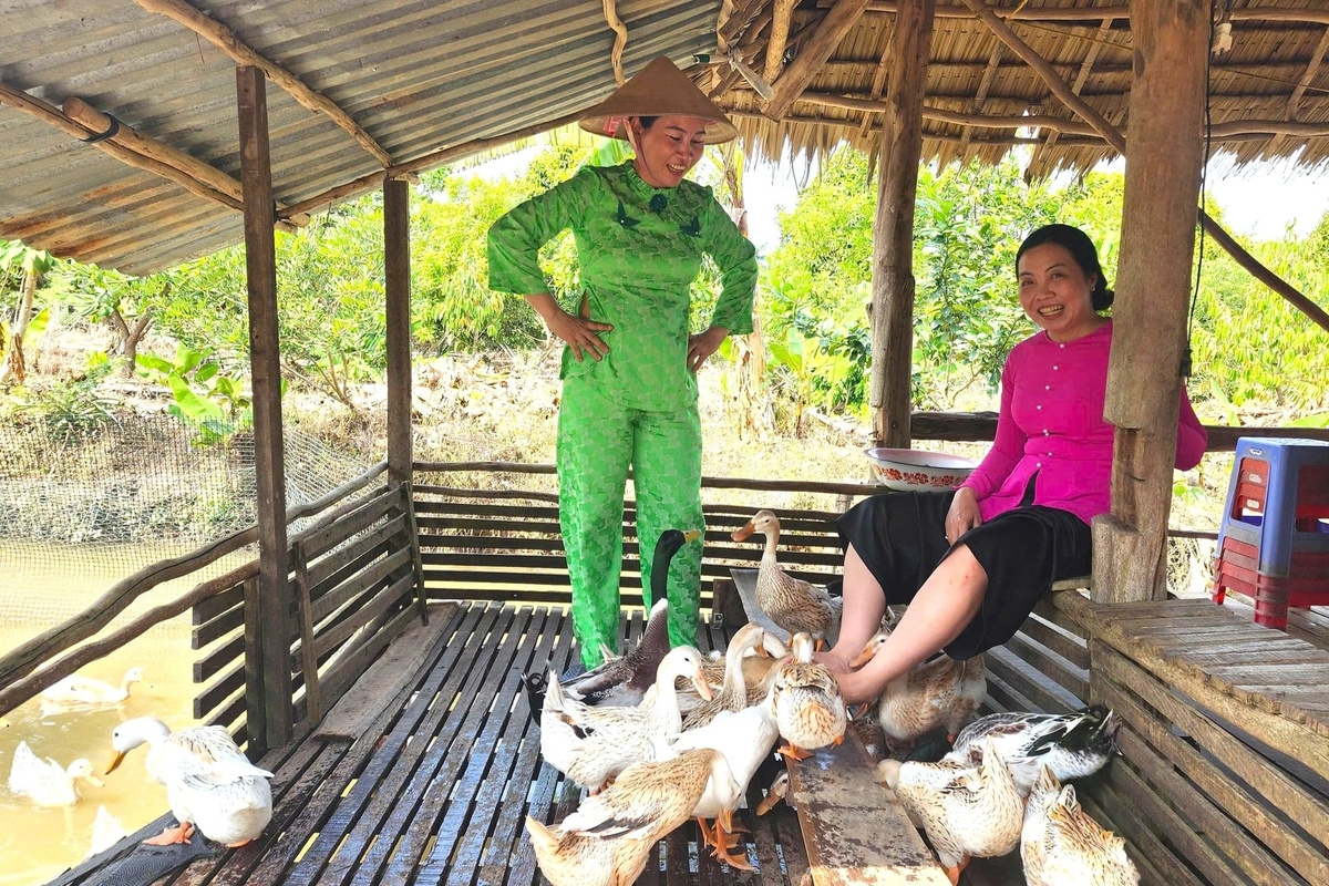 Du khách thích thú trải nghiệm dịch vụ 'massage vịt' tại Cồn Sơn. Ảnh: Kim Anh.