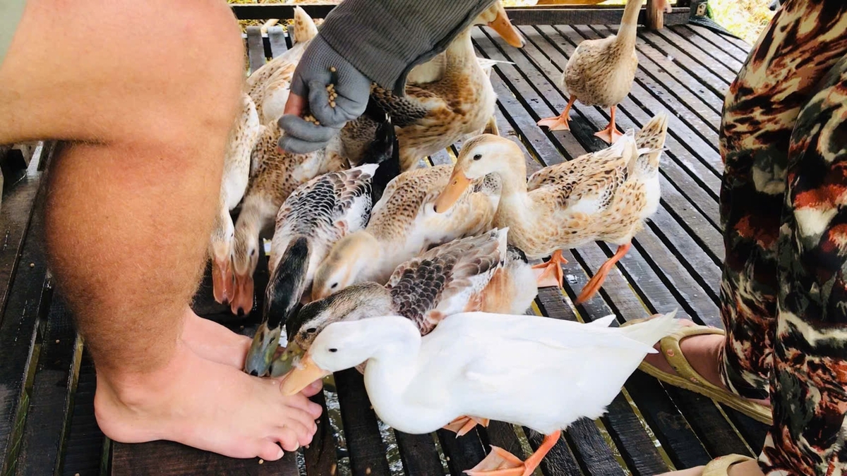 Dịch vụ 'massage vịt' góp phần tạo điểm nhấn khác biệt cho loại hình du lịch sinh thái cộng đồng của TP Cần Thơ. Ảnh: Kim Anh.