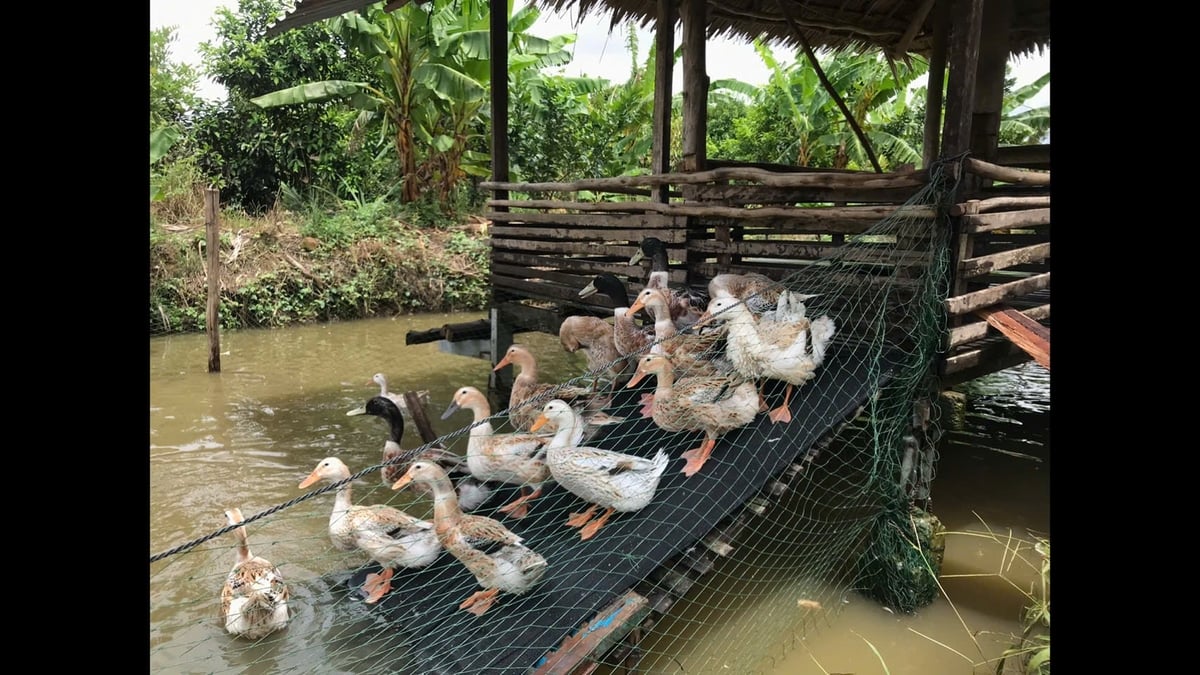 Đàn vịt được huấn luyện từ nhỏ nên khá gần gũi với du khách. Ảnh: Kim Anh.