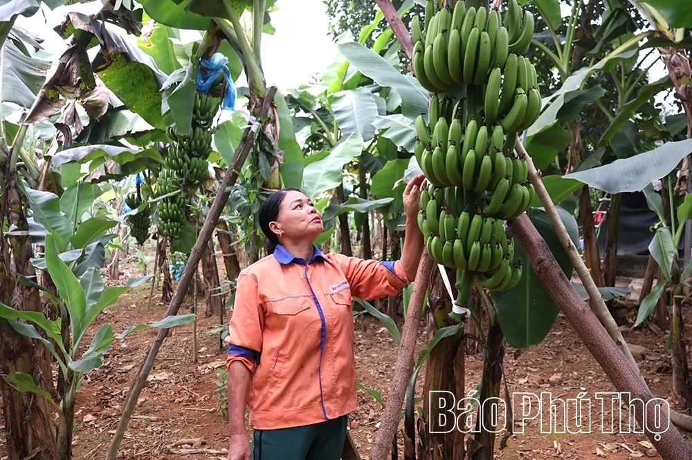 Lai Dong desarrolla una agricultura comercial vinculada al turismo comunitario. – vietnam.vn