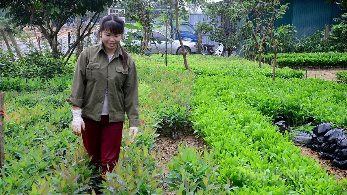 Gli abitanti del villaggio di Dong Ben, nella comune di Binh Ca, stanno preparando le piantine per il rimboschimento previsto per il 2026.