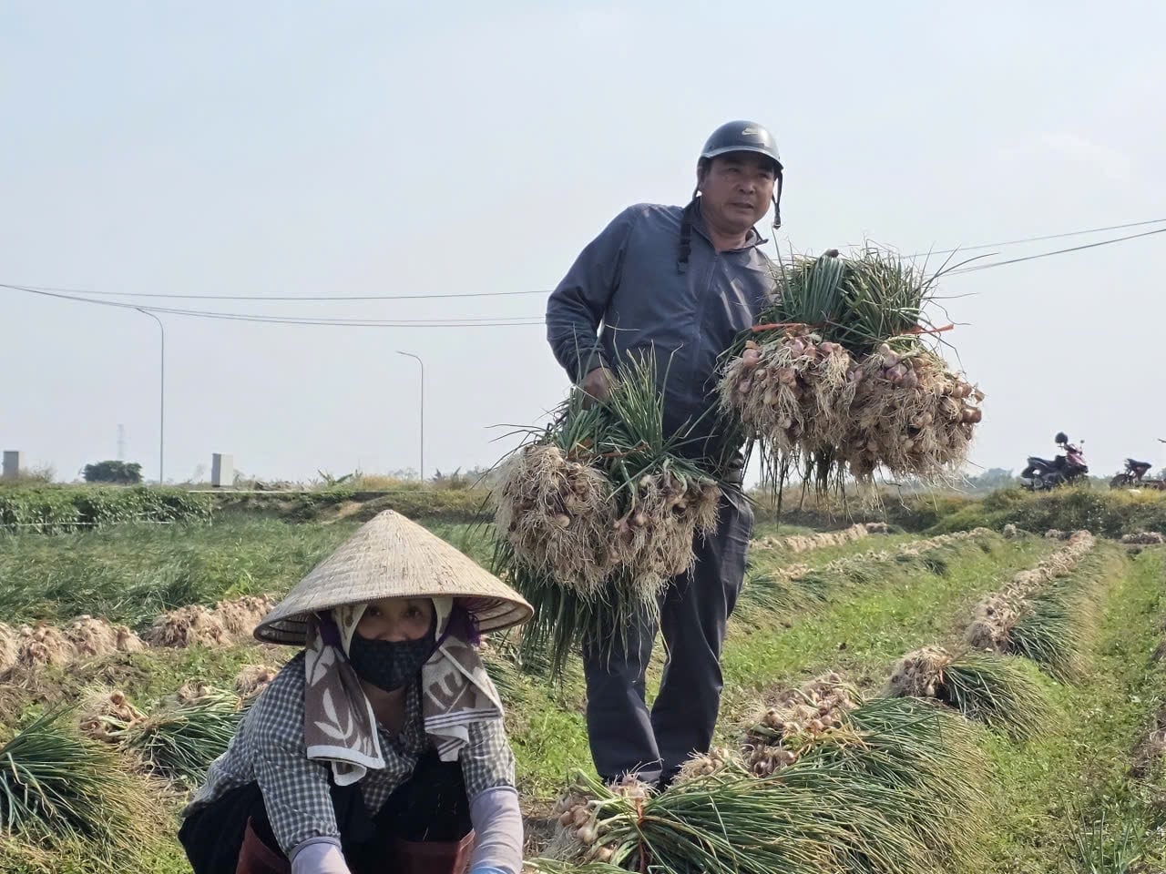 Nông dân Hải Phòng rất phấn khởi thu hoạch hành vụ đông. Ảnh: Hữu Vân.