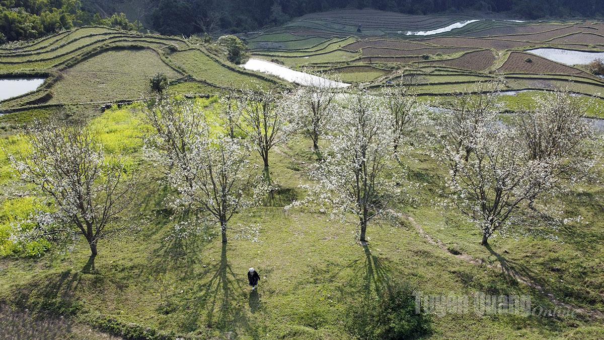 Päronblomningssäsongen i Hong Thai-kommunen är lika vacker som en målning.