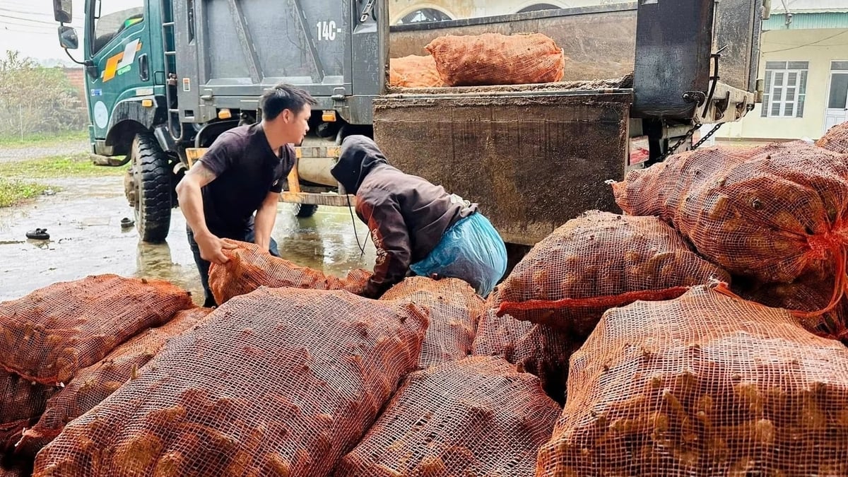 Nel comune di Quang Duc sono state distribuite 5,4 tonnellate di semi di taro a 10 famiglie. Foto: Nguyen Thanh. 5,4 tấn giống khoai môn được cấp cho 10 hộ dân xã Quảng Đức. Ảnh: Nguyễn Thành.