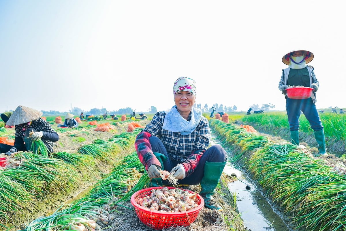 Người dân phấn khởi thu hoạch vụ hành được mùa, được giá. Ảnh: Đinh Mười.
