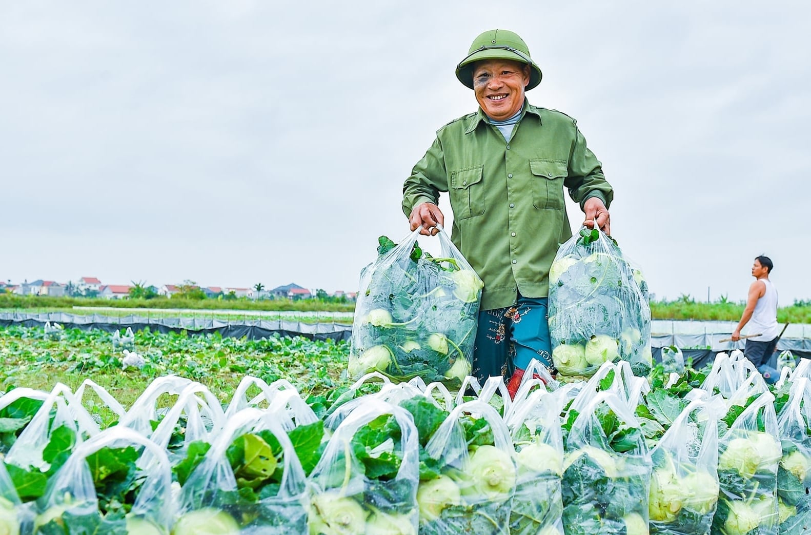 Diện tích gieo trồng cây vụ đông toàn thành phố Hải Phòng đạt trên 29.000ha, trong đó rau các loại chiếm 22.000ha, sản lượng trung bình 625.000 tấn/năm. Ảnh: Đinh Mười.