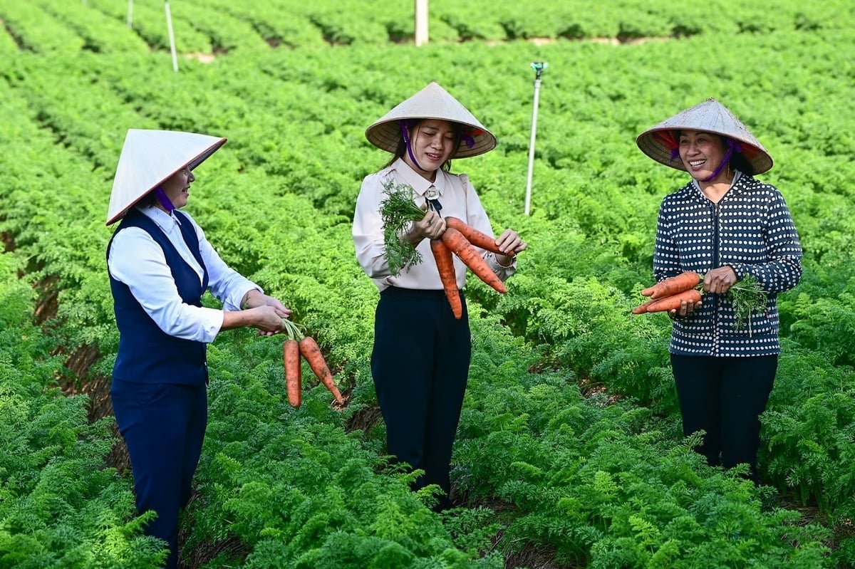 Vùng trồng cà rốt tại xã Tuệ Tĩnh cho năng suất cao và được giá. Ảnh: Tùng Đinh.