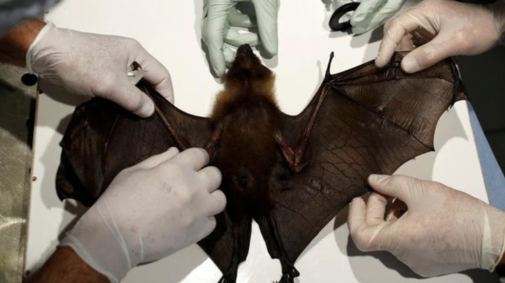 Er Nipah-viruset et nytt virus med høy smitterate? - Bilde 1.