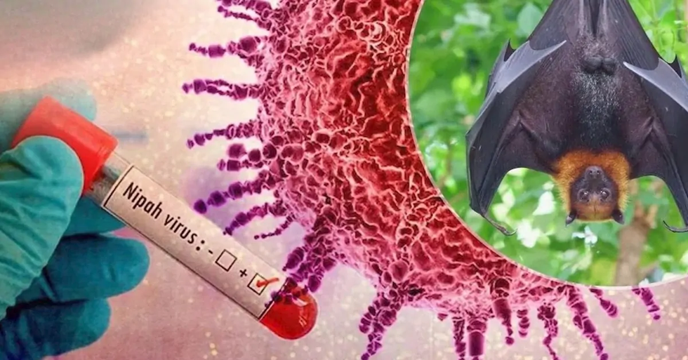 Dónde se produjo el brote del virus Nipah y cuántas personas murieron como  consecuencia?