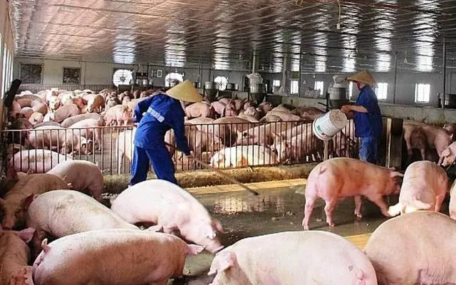ราคาเนื้อหมูทั่วประเทศยังคงปรับตัวสูงขึ้นอย่างรวดเร็ว เนื่องจากปริมาณผลผลิตภายในประเทศยังไม่ฟื้นตัวเต็มที่