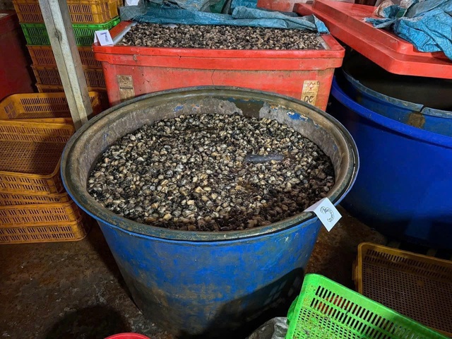 Hiểm hoạ khôn lường từ ốc ngâm 'thuỷ tinh lỏng'- Ảnh 2.
