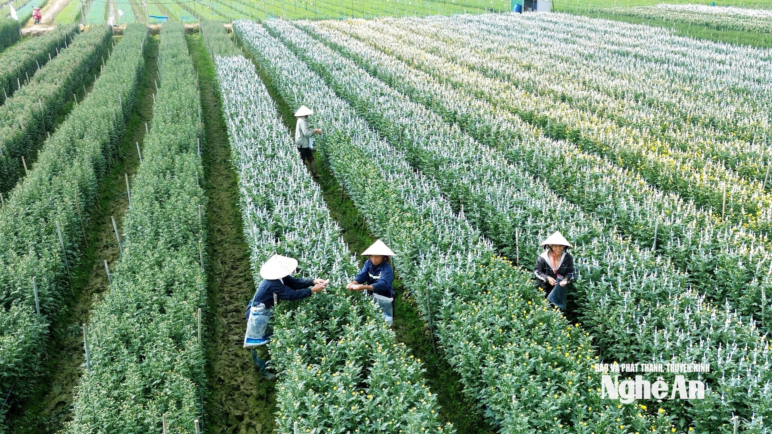 Người trồng hoa cúc Tết vào vụ