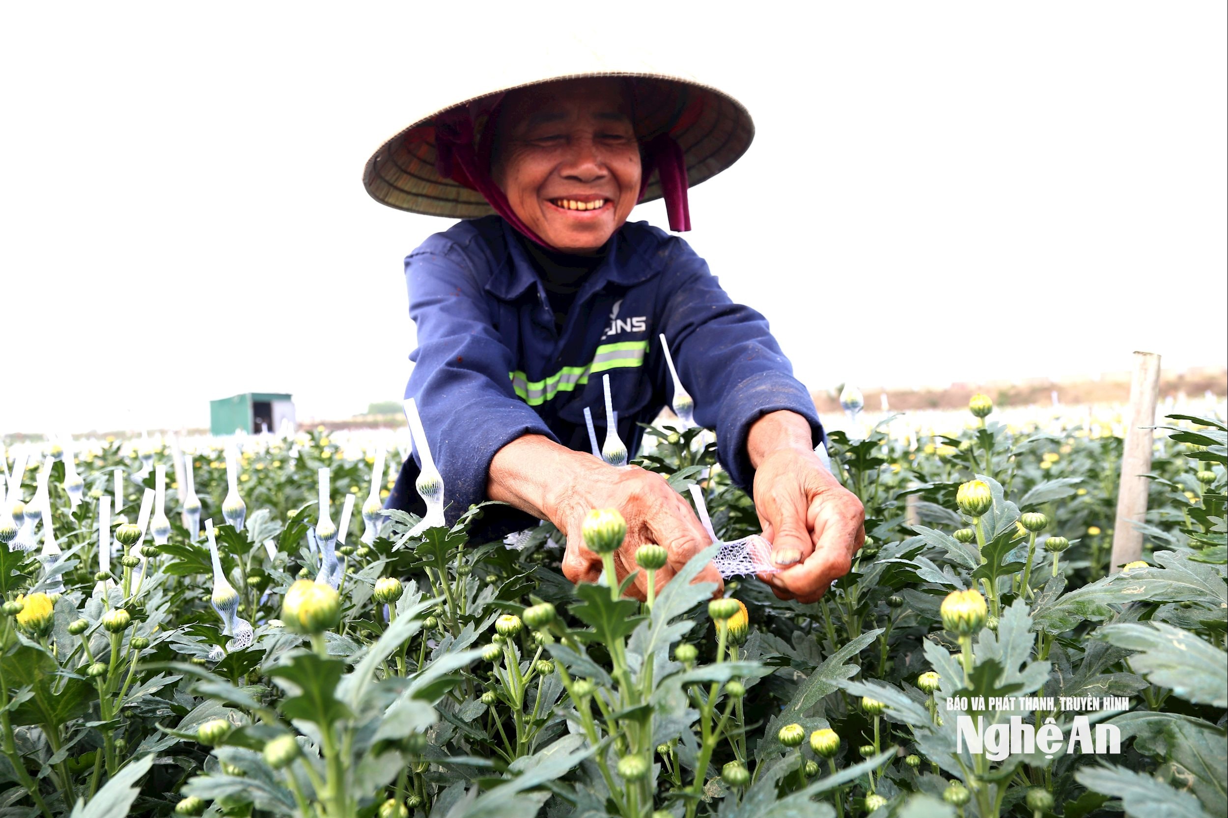 Người trồng hoa cúc Tết vào vụ