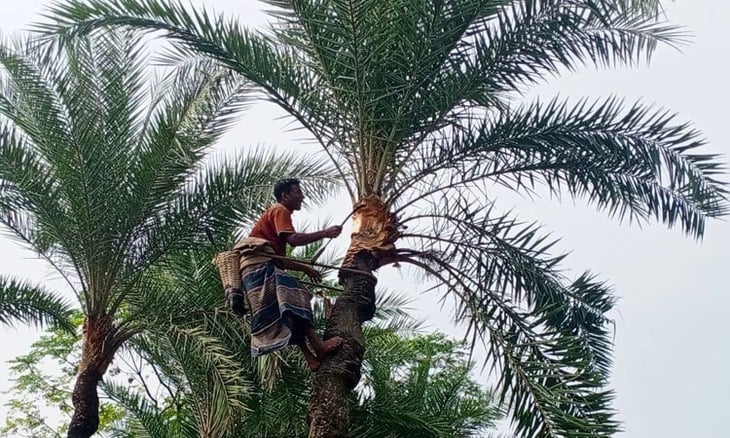 Nipah - Foto 3.