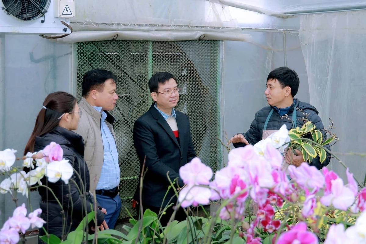 Leiders van de wijk Binh Khe beoordelen de productiesituatie en bieden technische ondersteuning aan de bevolking. Foto: Le Dai. Lãnh đạo phường Bình Khê nắm bắt tình hình sản xuất và chỉ đạo hỗ trợ kỹ thuật cho người dân. Ảnh: Lê Đại.