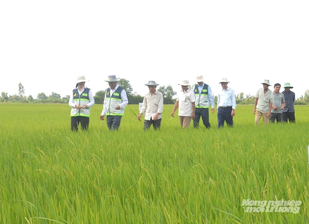 Gli operatori di divulgazione agricola della comunità di An Giang restano sempre vicini alla base, affiancando gli agricoltori nello sviluppo di modelli produttivi. Foto: Trung Chánh. Lực lượng khuyến nông cộng đồng tại An Giang luôn bám sát cơ sở, đồng hành cùng nông dân trong phát triển các mô hình sản xuất. Ảnh: Trung Chánh.