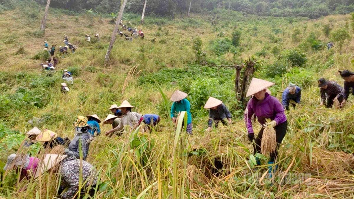 اعضای شاخه انجمن زنان در روستای بان تاک، بخش ین هوا، به خانواده یکی از اعضا در برداشت برنج کمک می‌کنند.