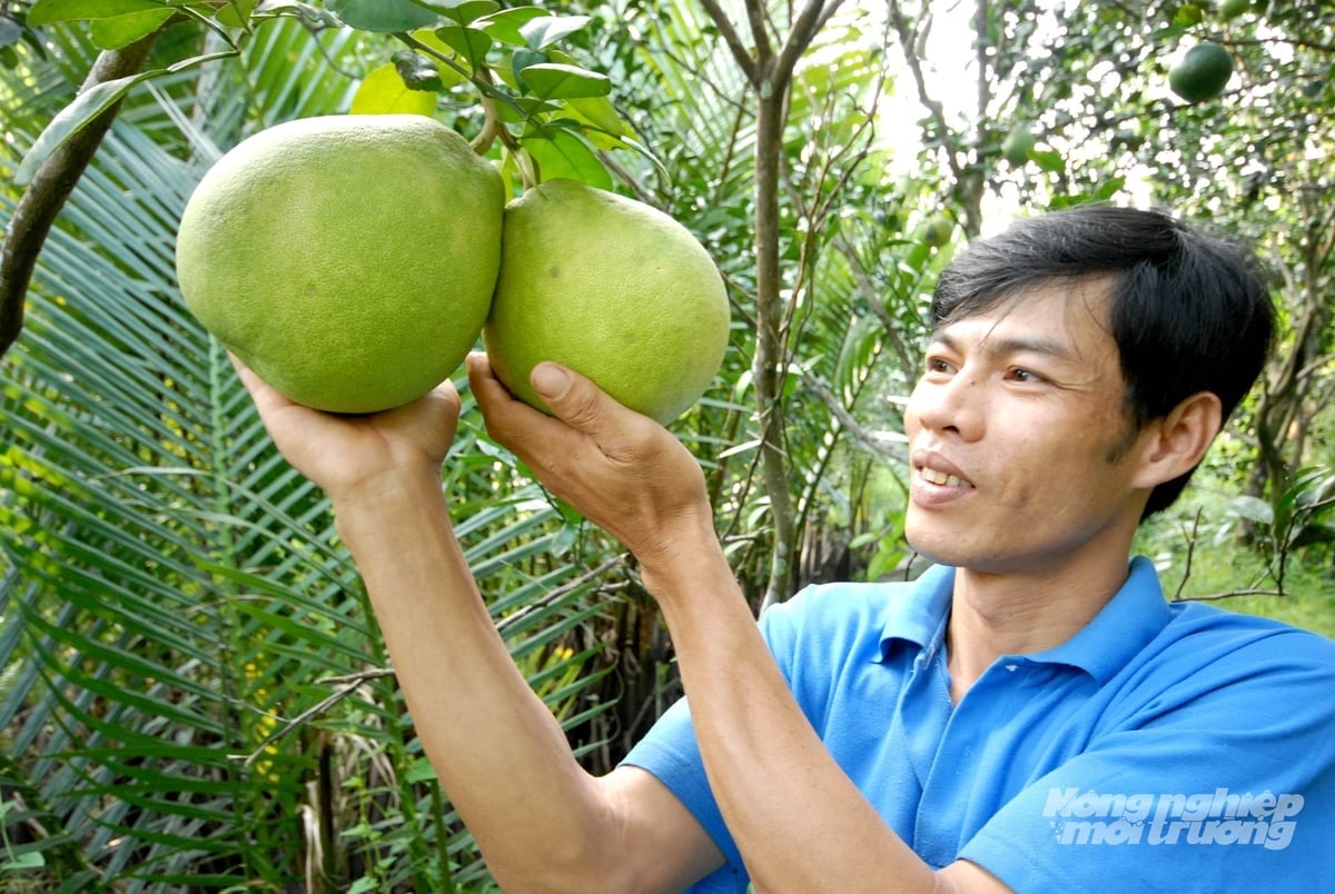 Los propietarios de huertos de Can Tho cultivan pomelos cuidadosamente para lograr una alta calidad y una apariencia atractiva, listos para servir al mercado para el Año Nuevo Lunar del Caballo 2026. Foto: Le Hoang Vu.