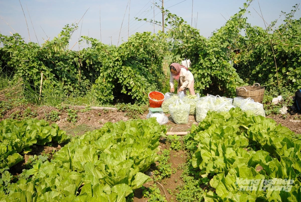 Los agricultores de la ciudad de Can Tho cultivan sus hortalizas para abastecer el mercado del Tet. Este año se ha registrado un aumento especialmente fuerte en la producción de hortalizas seguras, satisfaciendo así la demanda máxima de los consumidores a finales de año. Foto: Le Hoang Vu.