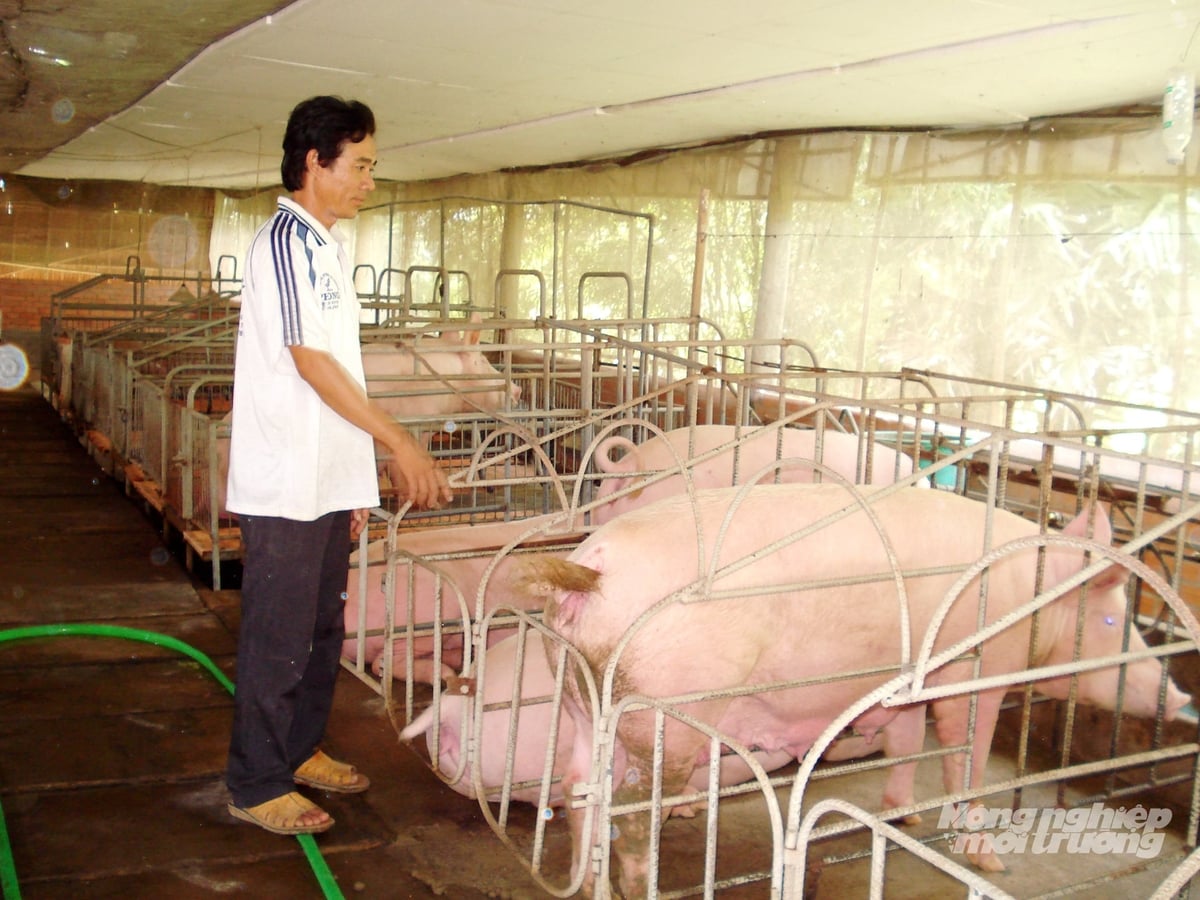 Las granjas porcinas de la ciudad de Can Tho cuidan proactivamente a su ganado siguiendo procedimientos de bioseguridad, garantizando así un suministro estable de carne de cerdo durante la festividad del Tet. Foto: Le Hoang Vu.