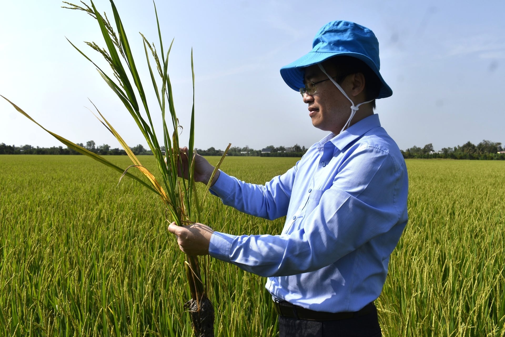 De heer Nguyen Quoc Manh, adjunct-directeur van het Departement voor Gewasproductie en Plantenbescherming, inspecteert de winter-voorjaarsrijstoogst in Dong Thap. Foto: Minh Dam.