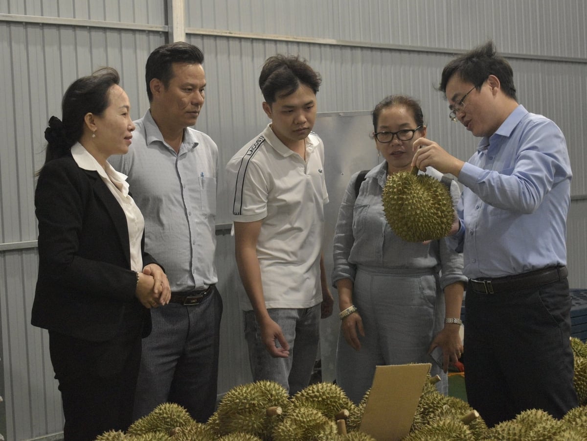 Het inspectieteam controleert de inkoopactiviteiten van durians door het bedrijf Hoa Viet Nong in de gemeente Ngu Hiep. Foto: Minh Dam.