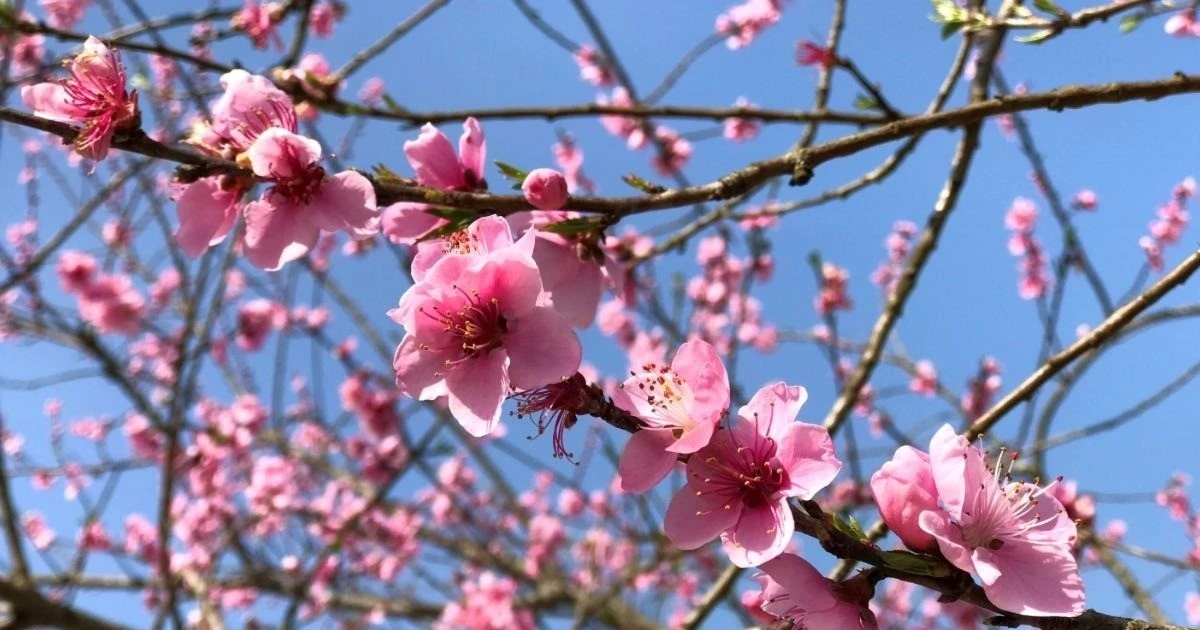 野生の桃の木を栽培するモデル - 一石三鳥。