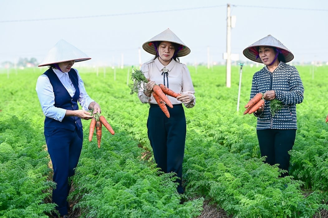 Bà Nguyễn Thị Hạnh - Chủ tịch UBND xã Tuệ Tĩnh (giữa) cho biết cho biết bà con trồng cà rốt tại địa phương đang có vụ cà rốt được mùa, trúng giá hiếm thấy. Ảnh: Tùng Đinh.