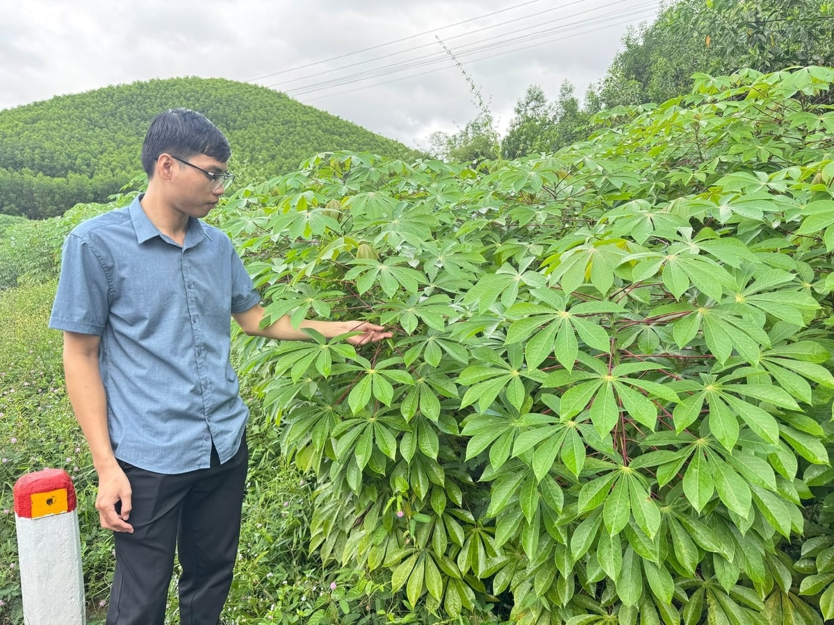 Mô hình trồng giống sắn HN5 kháng bênh khảm lá được Trung tâm Khuyến nông tỉnh Quảng Ngãi thực hiện năm 2025 cho kết quả khả quan khi cây sắn phát triển tốt, không nhiễm bệnh, cho năng suất cao. Ảnh: L.K.