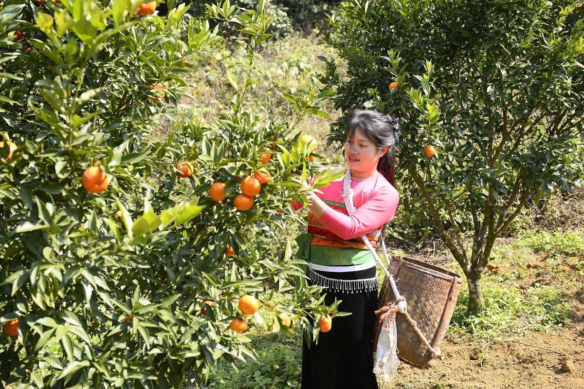 خانم لوات قصد دارد سطح زیر کشت را گسترش دهد و آن را با گردشگری تجربی ترکیب کند تا ارزش اقتصادی درختان پرتقال را افزایش دهد. عکس: تان تام. Chị Luật định hướng mở rộng diện tích, kết hợp du lịch trải nghiệm để nâng cao giá trị kinh tế của cây cam. Ảnh: Thanh Tâm.
