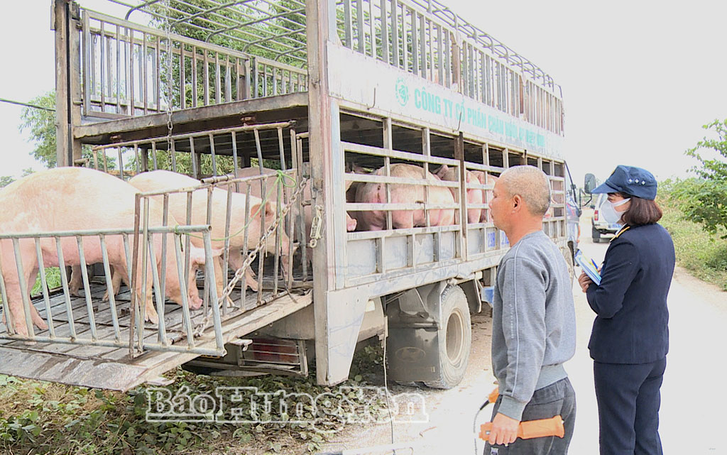 Obchodníci nakupují prasata na farmě paní Nguyen Thi Thanh Tam (obec Binh Dinh).