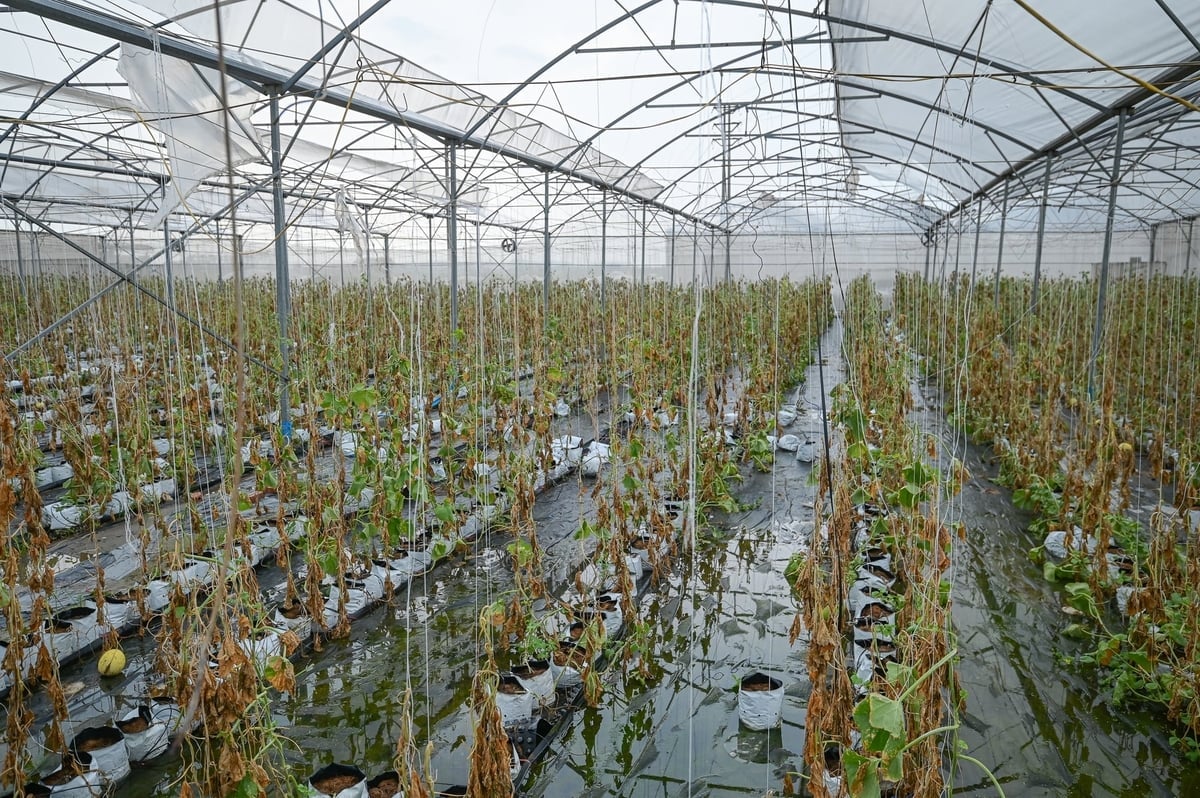 Ngành nông nghiệp cần chuyển từ ứng phó sang quản trị rủi ro thiên tai. Ảnh: Tùng Đinh.