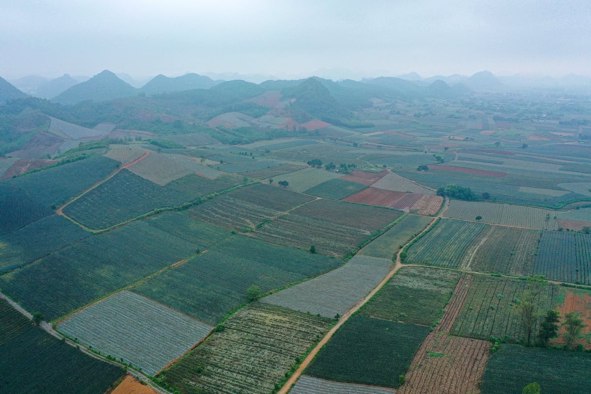 Trong giai đoạn mới, cần phát huy vai trò trung tâm của doanh nghiệp trong chuyển đổi nông nghiệp. Ảnh: Tùng Đinh.