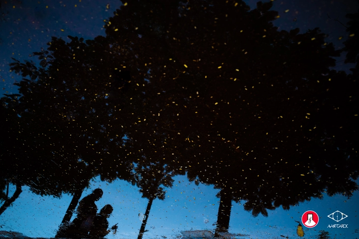 Fireflies của tác giả Lâm Xuân Tùng

