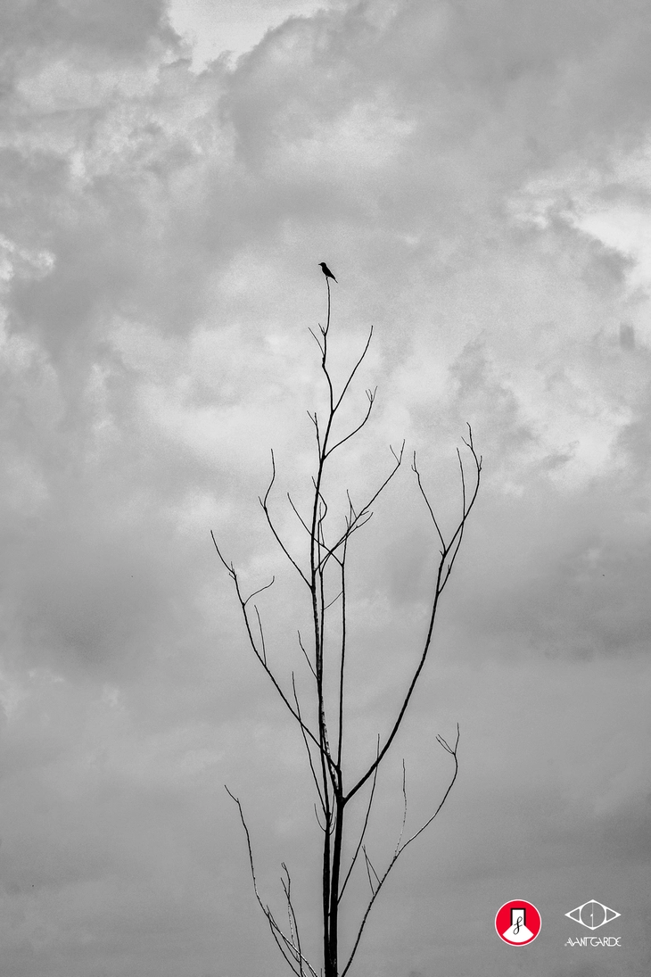 The summit alone của tác giả Trần Thắng Nhật

