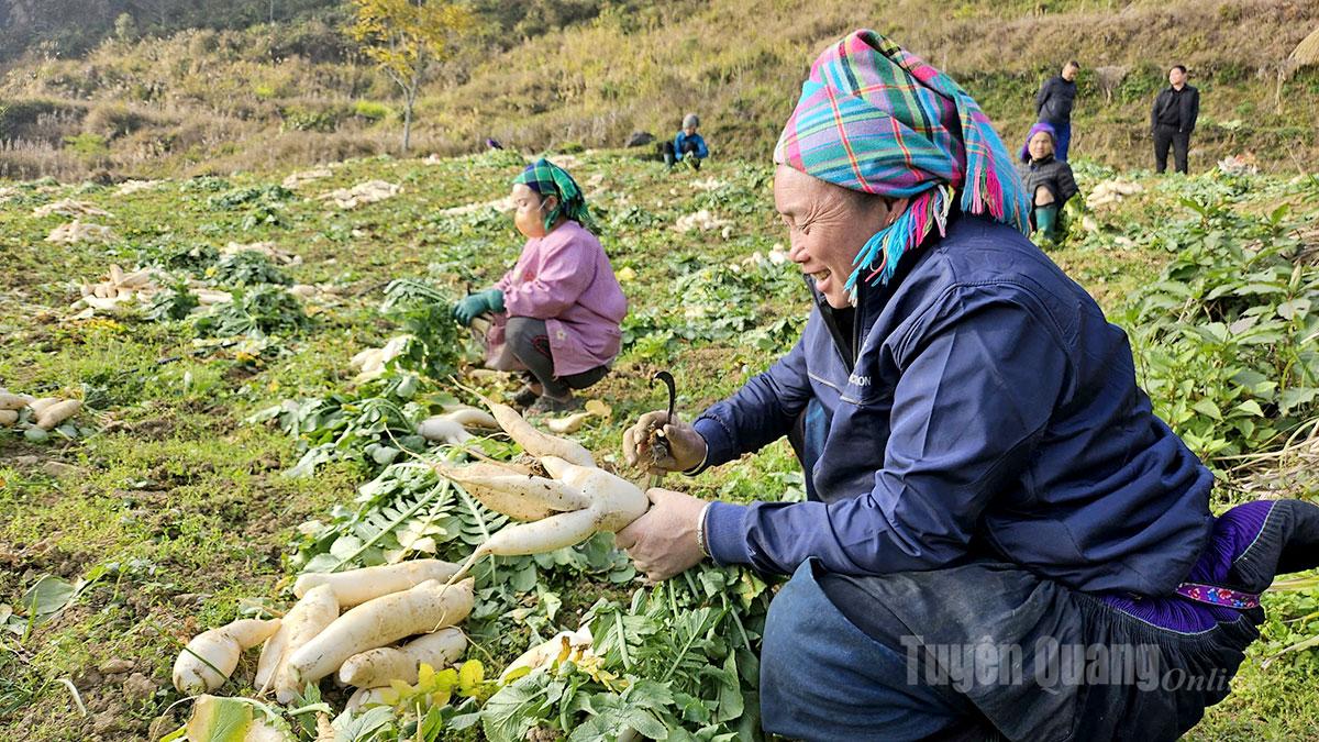Grazie al rispetto del corretto calendario di semina, all'applicazione di tecniche agricole appropriate e a condizioni meteorologiche relativamente favorevoli, le piante di ravanello stanno crescendo e sviluppandosi bene.