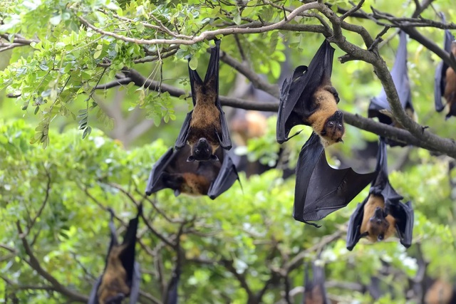 Dottore: Perché il virus Nipah è pericoloso? - Immagine 1.