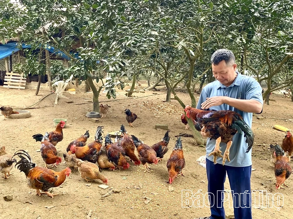 Pollo