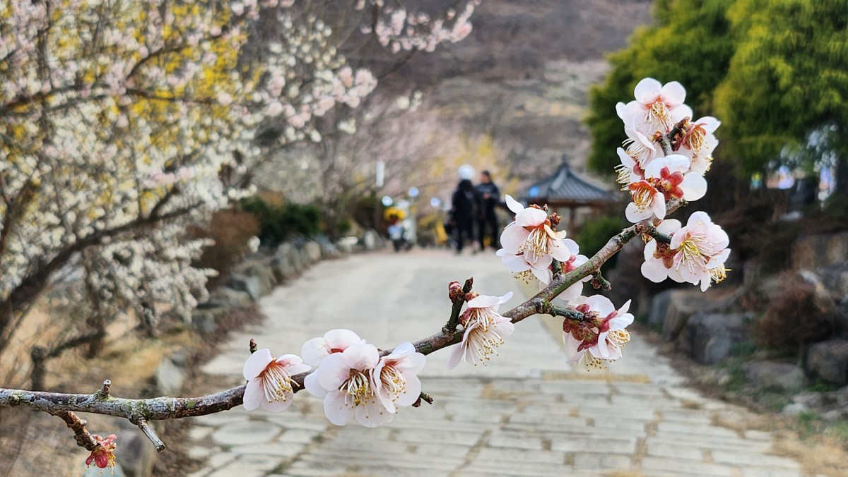 Immerse yourself in the beauty of plum blossom season in South ...