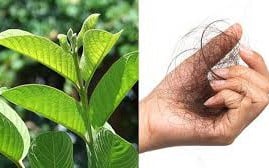 Abitudini del sonno che causano la caduta dei capelli e come correggerle - Immagine 2. 4 cách sử dụng lá ổi giảm rụng tóc